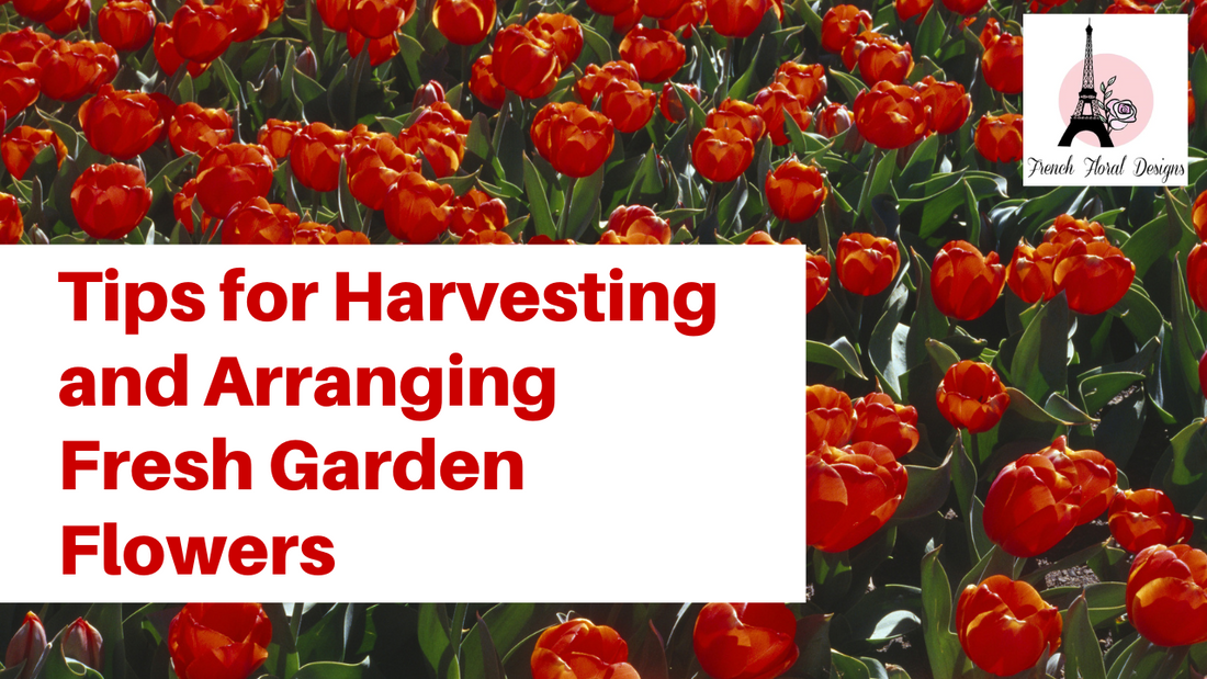 From Garden to Vase: Tips for Harvesting and Arranging Fresh Garden Flowers