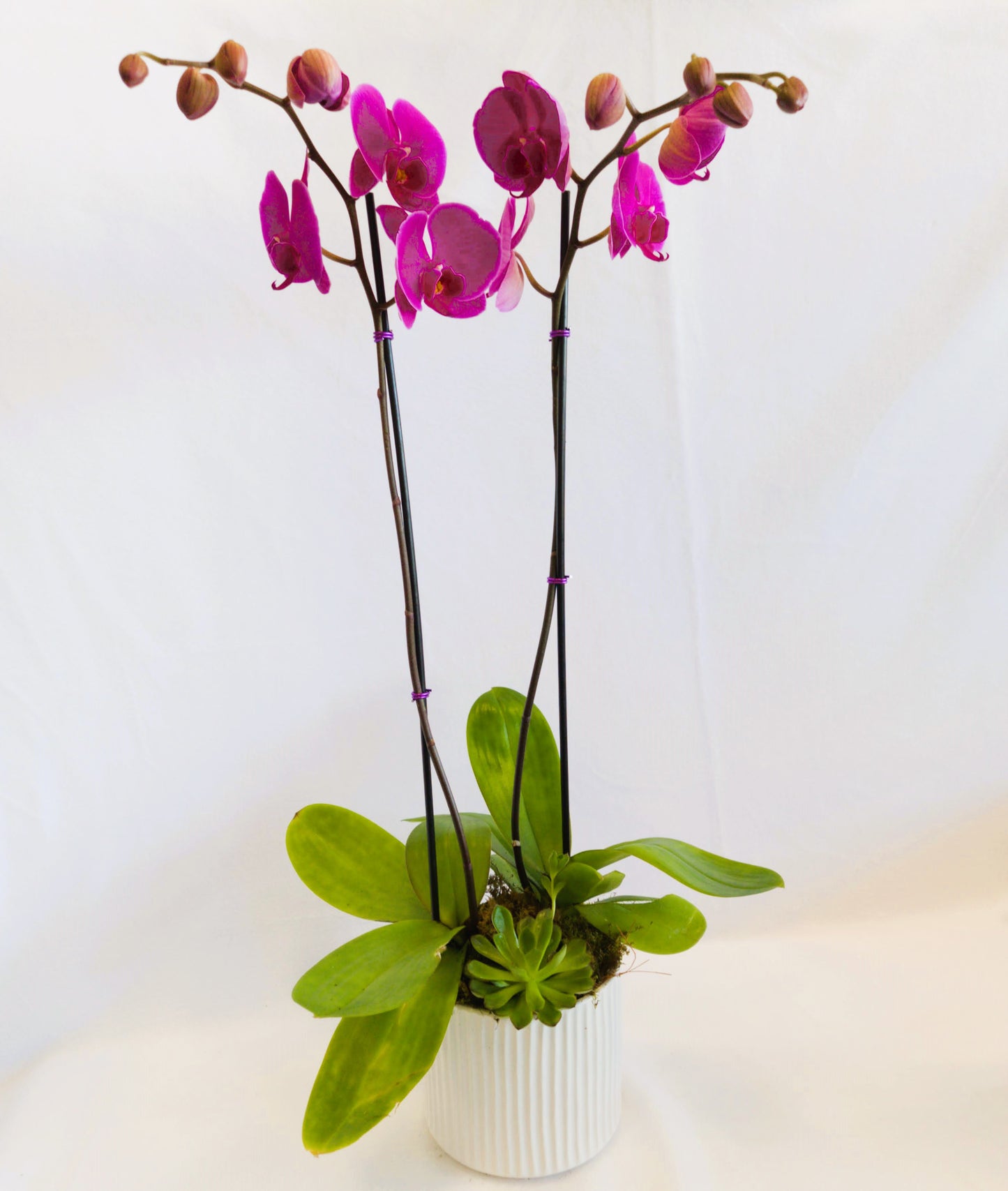Two stem orchid arrangement