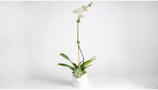 Single stem orchid arrangement