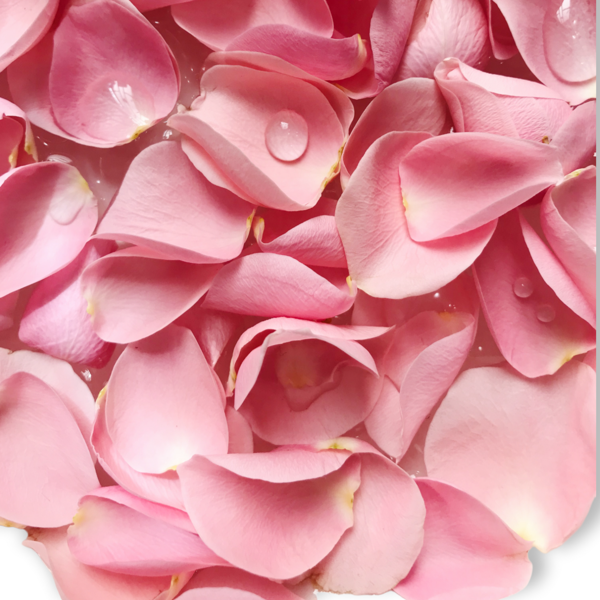 Rose petals for a romantic turn down with candles. – French Floral Designs
