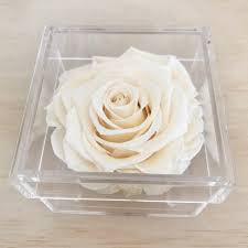 Single Preserved Rose in a translucent box
